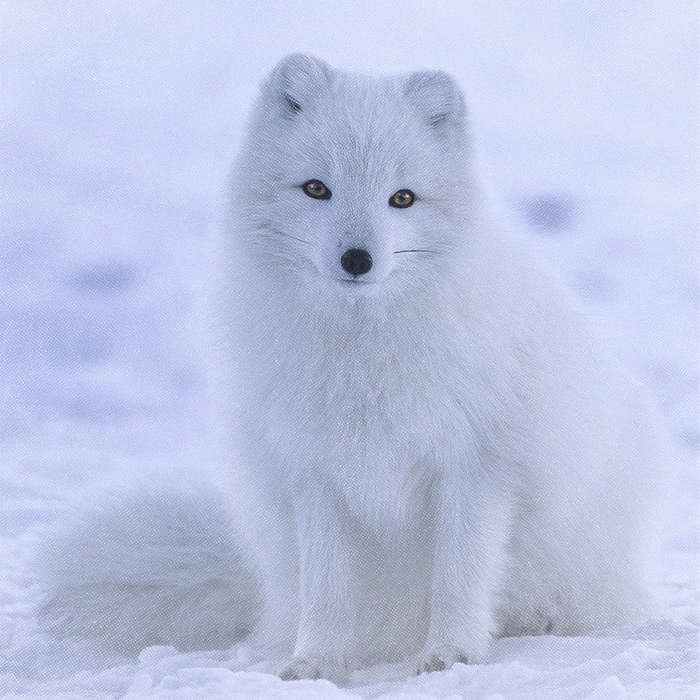 Un renard polaire.