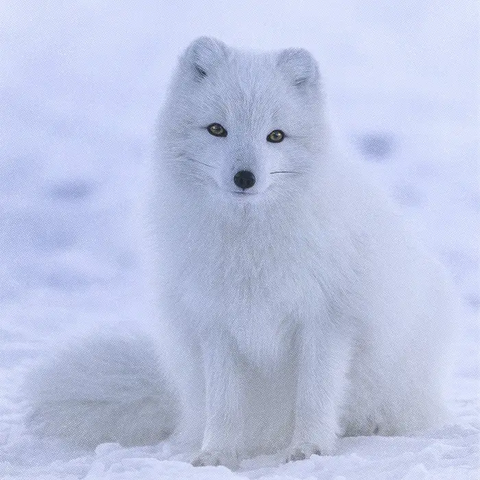 Un renard polaire.