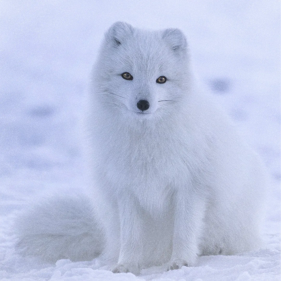 Un renard polaire.