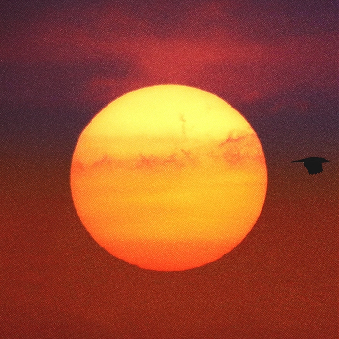 Le soleil avec deux oiseaux en vol.