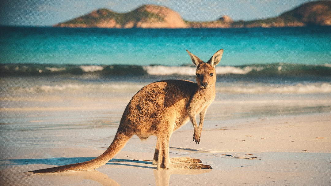 Kangourou sur une plage, avec une mer turquoise en fond.