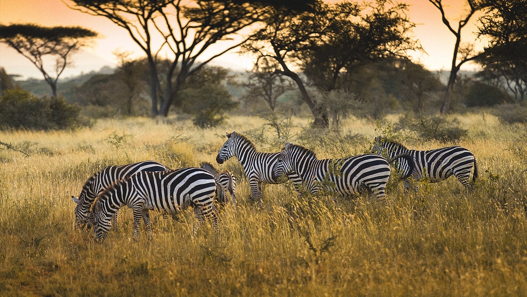 Des zèbres dans la savane, avec un ciel orangé en fond.